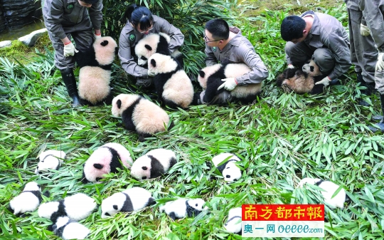 2017级熊猫宝宝集体出街-南方都市报·奥一网