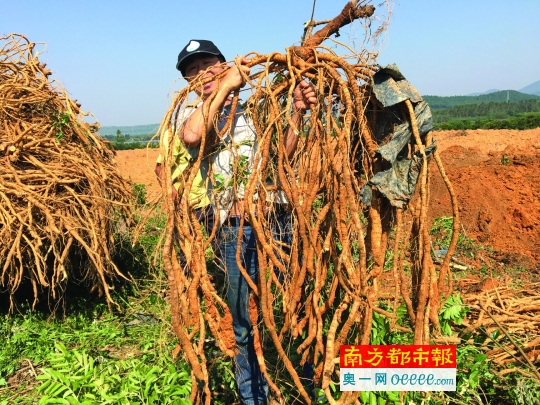 把南药种子送上了太空，种出“超级”牛大力