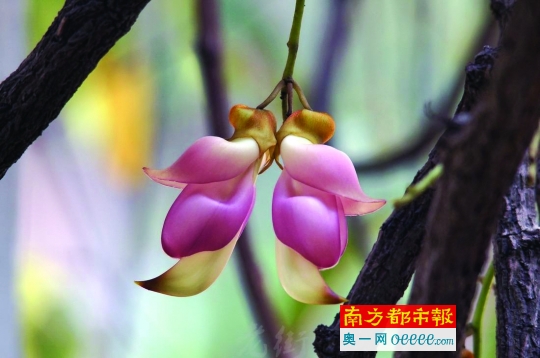 三月赏花一日游,包车包吃仅需138元!-南方都市