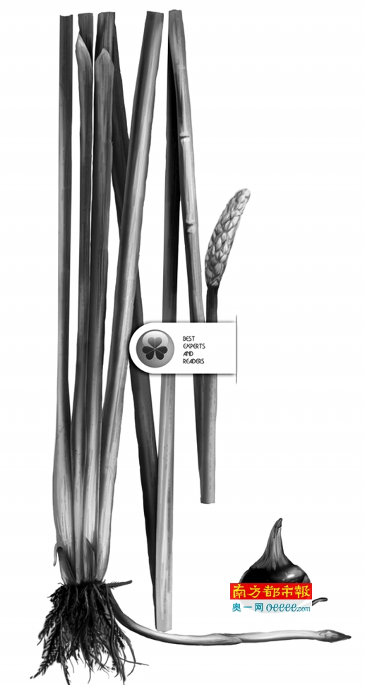 罗汉果泡水喝清肺化痰 家常菜白萝卜、荸荠也