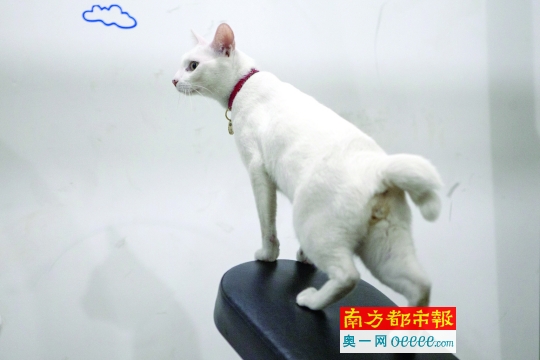 猫尾巴符号