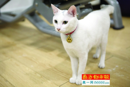 猫尾巴符号