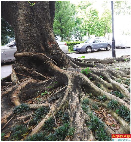 7月19日.深圳福田一个老小区种植的老榕树,树根已经与路面砖连成一体.