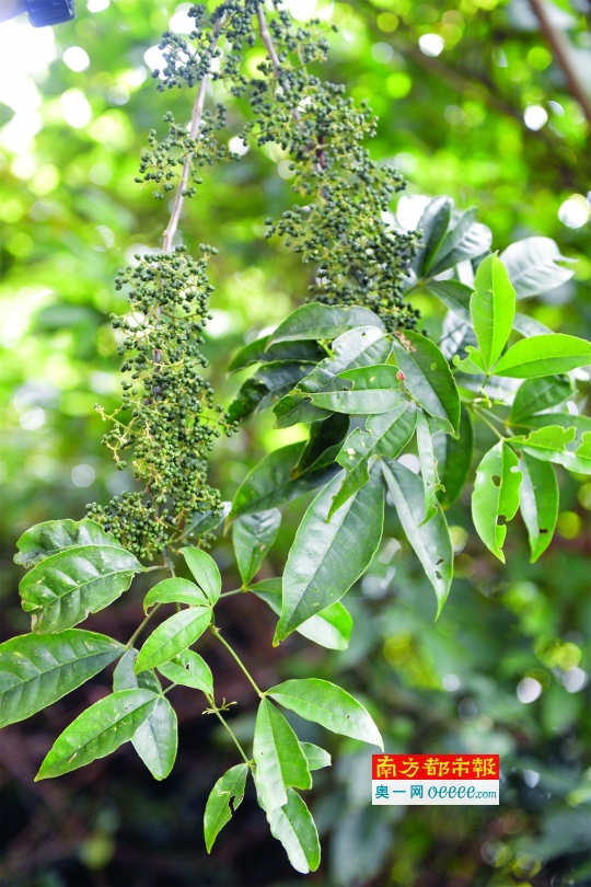 特点简介:三桠苦是芸香科吴茱萸属乔木,树皮灰白或灰绿色,光滑