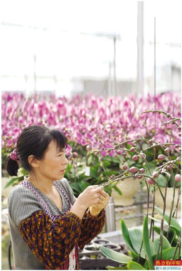 位于斗门的一个花卉基地里,几万株蝴蝶兰待售 梁劲波 摄