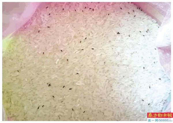 炸鸡掉地捡起来继续炸 买到生虫大米退货遭拒-南方都市报·奥一网