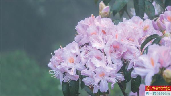 千年杜鹃花王图片